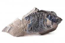 Lato posteriore di Archeolepidotus