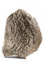 Conglomerato corallino