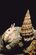 Haliotimorpha e Chemnitzia