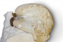 Neomegalodon
