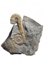 Mascroscaphites