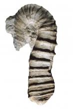 Mascroscaphites